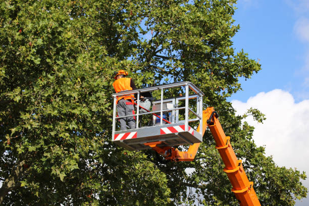 Reliable Church Point, LA Tree Services Solutions